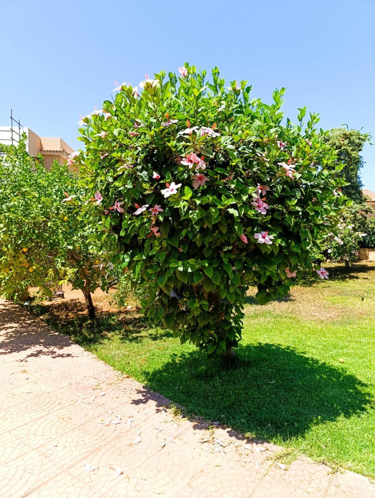 הוילה Garden House Mondello פלרמו מראה חיצוני תמונה